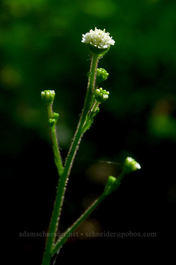 pathfinder plant (Adenocaulon bicolor) [Youngs Rock Trail, Willamette National Forest, Lane County, Oregon]
