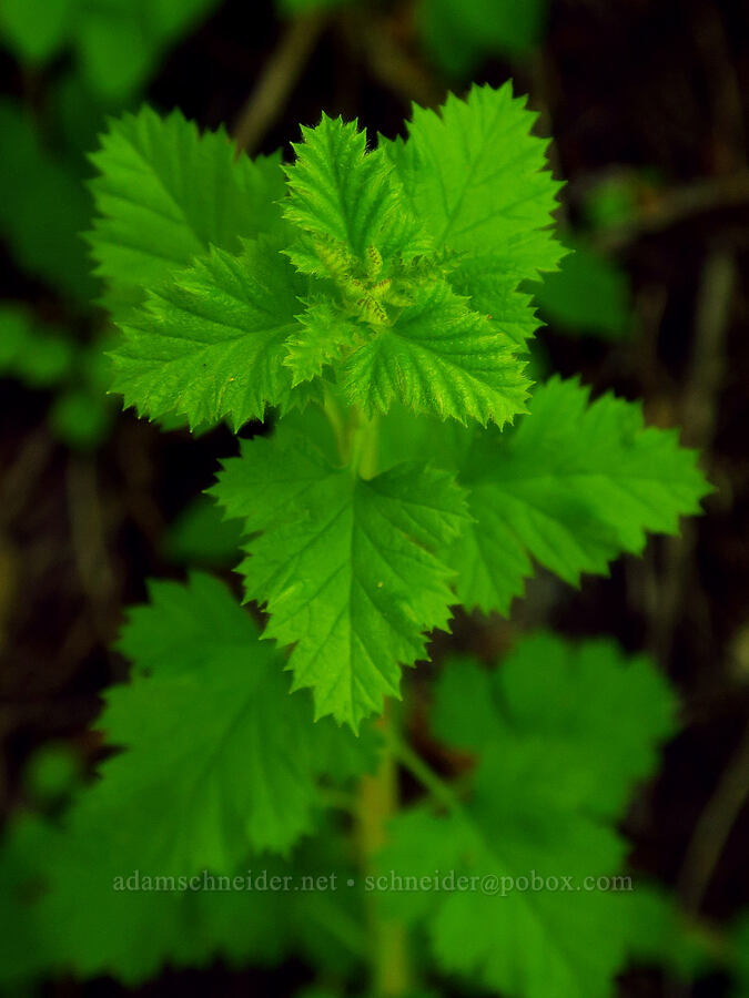 mystery leaves [Youngs Rock Trail, Willamette National Forest, Lane County, Oregon]