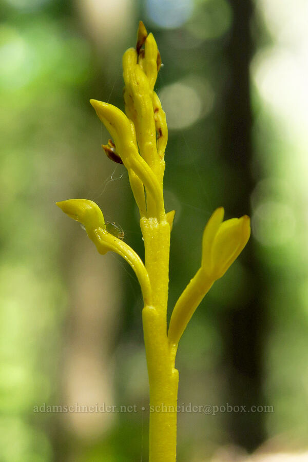 yellow coral-root orchid (Corallorhiza sp.) [Youngs Rock Trail, Willamette National Forest, Lane County, Oregon]