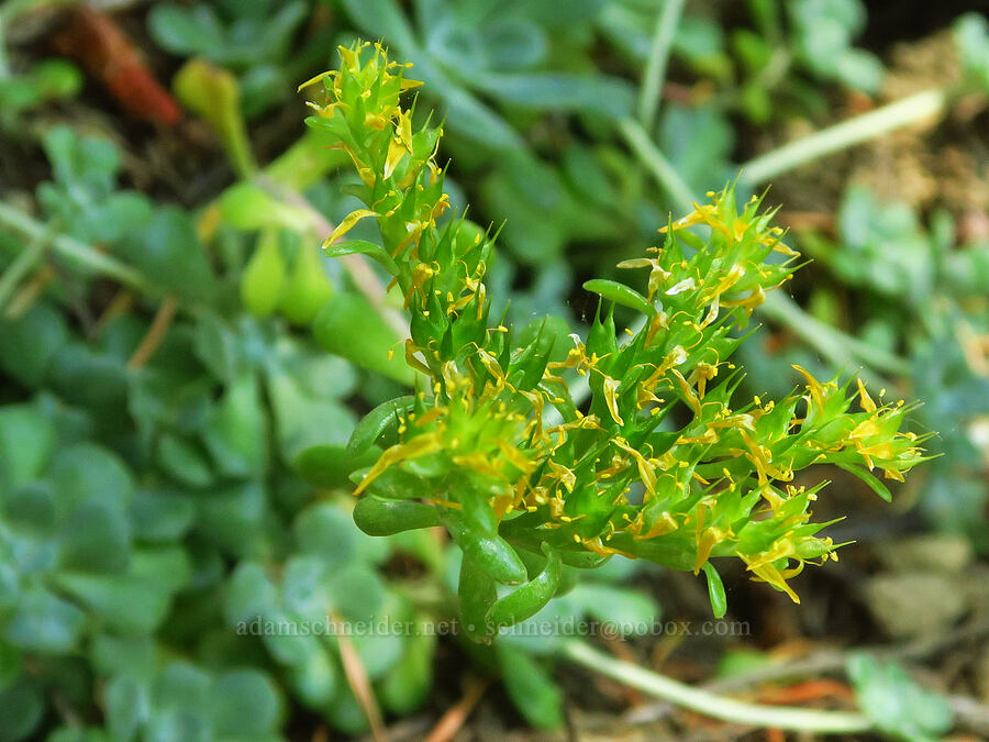 broad-leaf stonecrop, going to seed (Sedum spathulifolium) [Youngs Rock, Willamette National Forest, Lane County, Oregon]