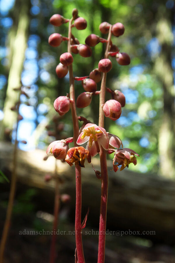leafless wintergreen (Pyrola aphylla (Pyrola picta)) [Youngs Rock Trail, Willamette National Forest, Lane County, Oregon]
