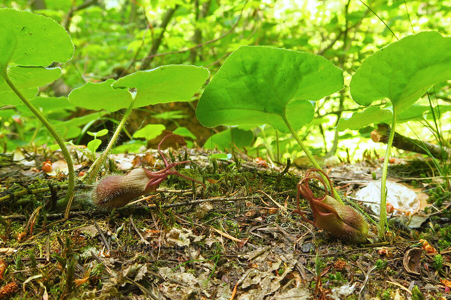 wild ginger, going to seed (Asarum caudatum) [Youngs Rock Trail, Willamette National Forest, Lane County, Oregon]