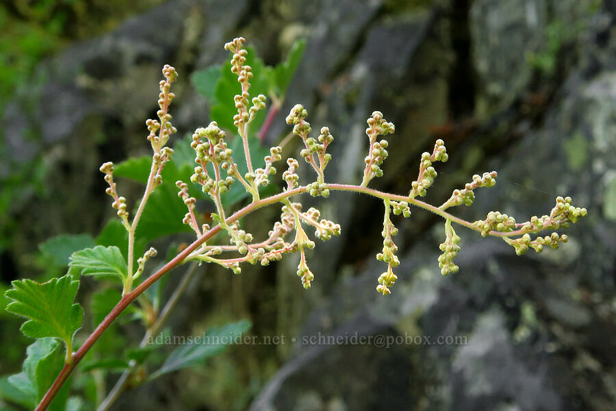 ocean-spray, budding (Holodiscus sp.) [Moon Point, Willamette National Forest, Lane County, Oregon]