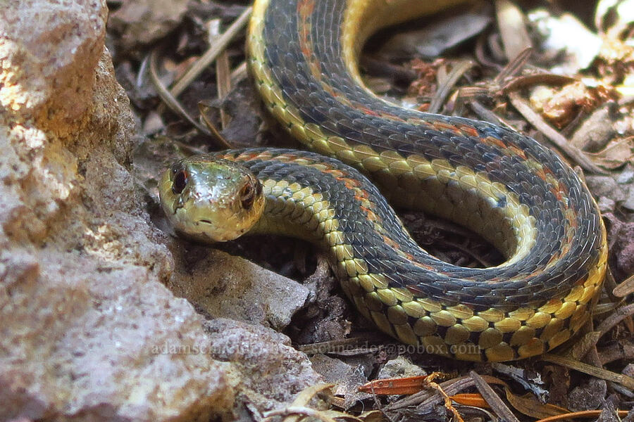 northwestern garter snake (Thamnophis ordinoides) [Moon Point, Willamette National Forest, Lane County, Oregon]