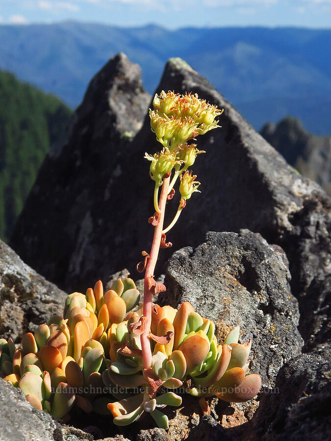creamy stonecrop, going to seed (Sedum oregonense) [Moon Point, Willamette National Forest, Lane County, Oregon]