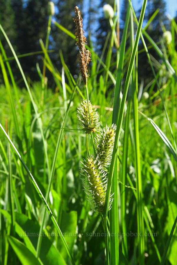inflated sedge (Carex utriculata) [near Moon Lake, Willamette National Forest, Lane County, Oregon]