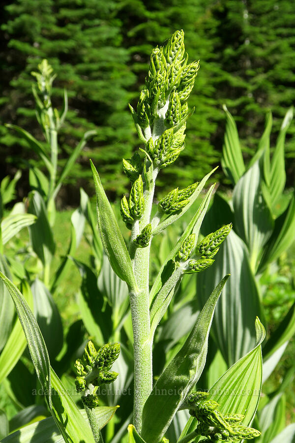 corn lilies, budding (Veratrum sp.) [near Moon Lake, Willamette National Forest, Lane County, Oregon]