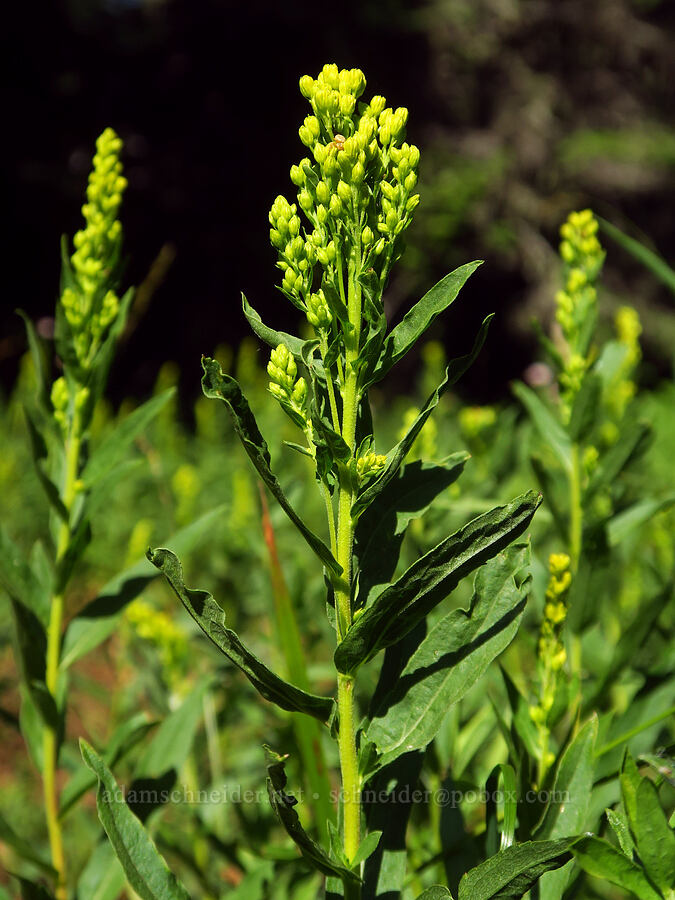 goldenrod, budding (Solidago sp.) [near Moon Lake, Willamette National Forest, Lane County, Oregon]