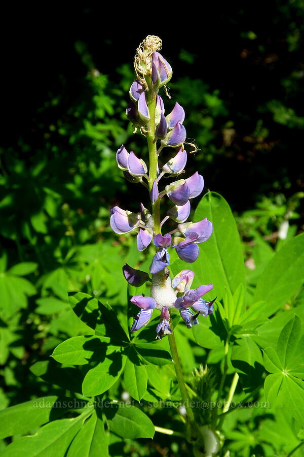 broad-leaf lupine (Lupinus latifolius) [Moon Point Trail, Willamette National Forest, Lane County, Oregon]