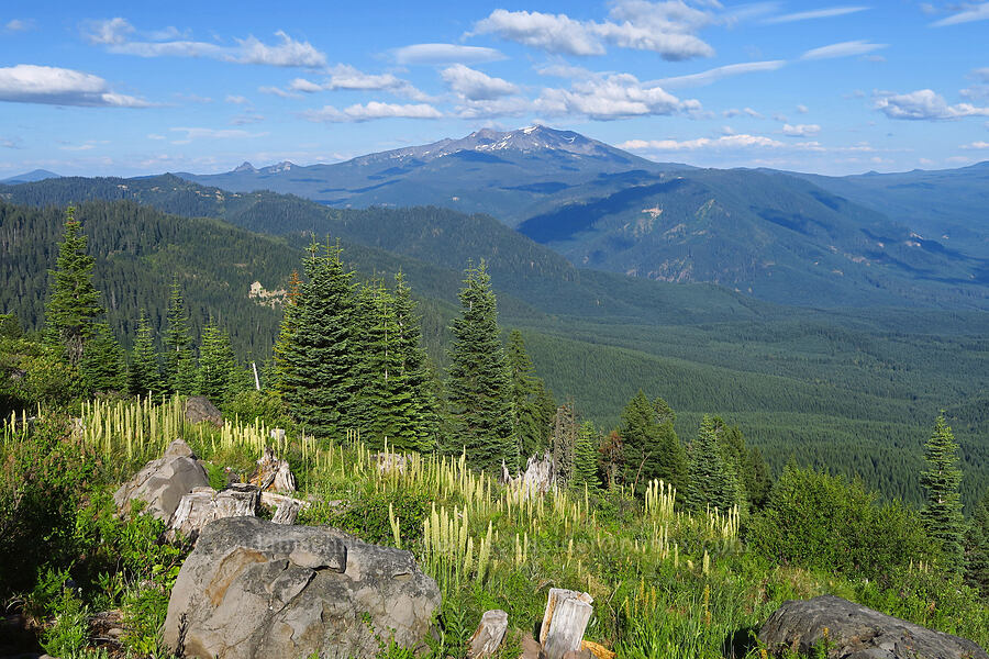 Diamond Peak & beargrass (Xerophyllum tenax) [Warner Mountain, Willamette National Forest, Lane County, Oregon]