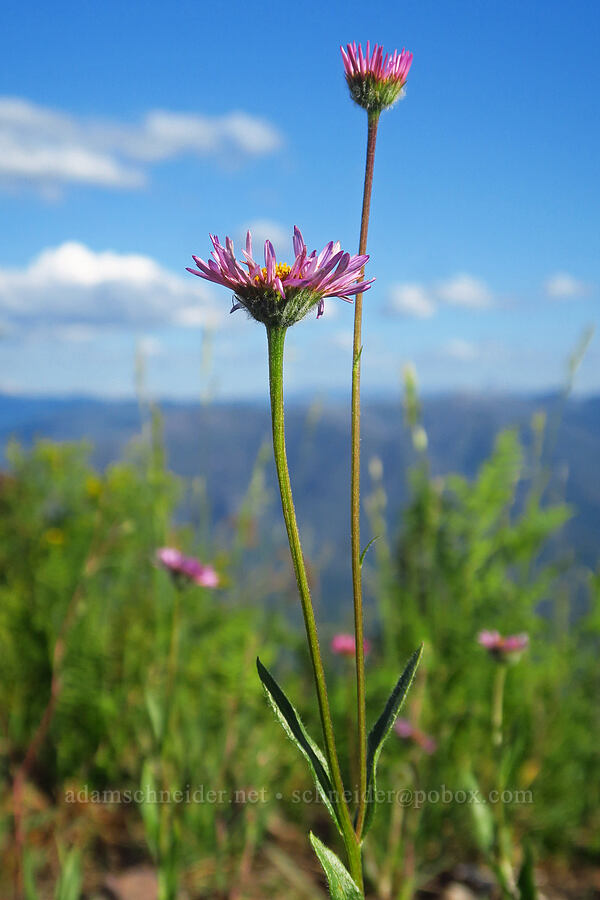 Alice's fleabane (Erigeron aliceae) [Warner Mountain, Willamette National Forest, Lane County, Oregon]