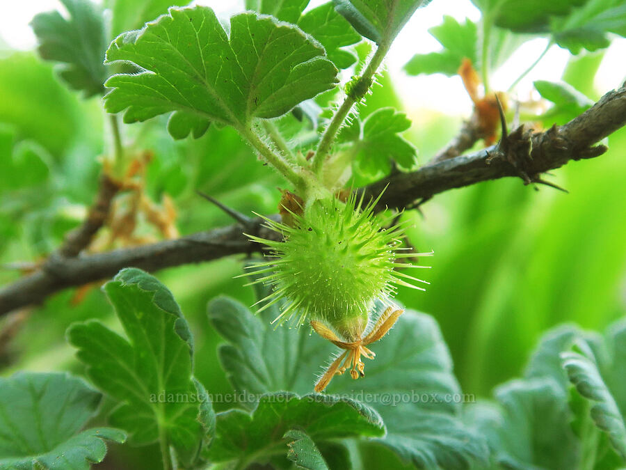 trailing gooseberry fruit (Ribes binominatum) [Warner Mountain, Willamette National Forest, Lane County, Oregon]