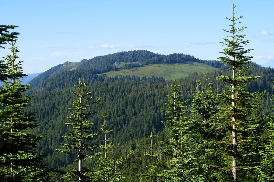 Groundhog Mountain [Warner Mountain, Willamette National Forest, Lane County, Oregon]