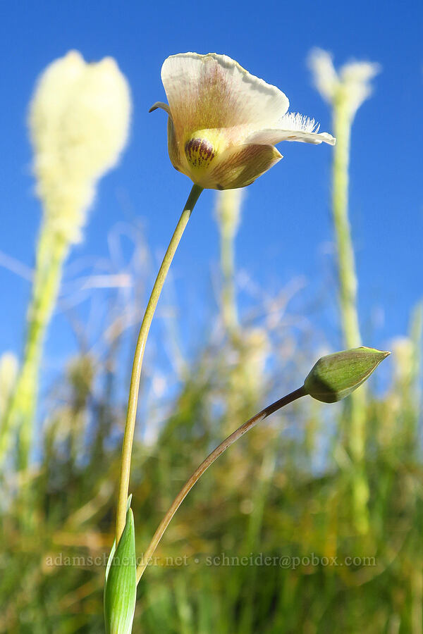 mariposa lily & beargrass (Calochortus subalpinus, Xerophyllum tenax) [Warner Mountain, Willamette National Forest, Lane County, Oregon]