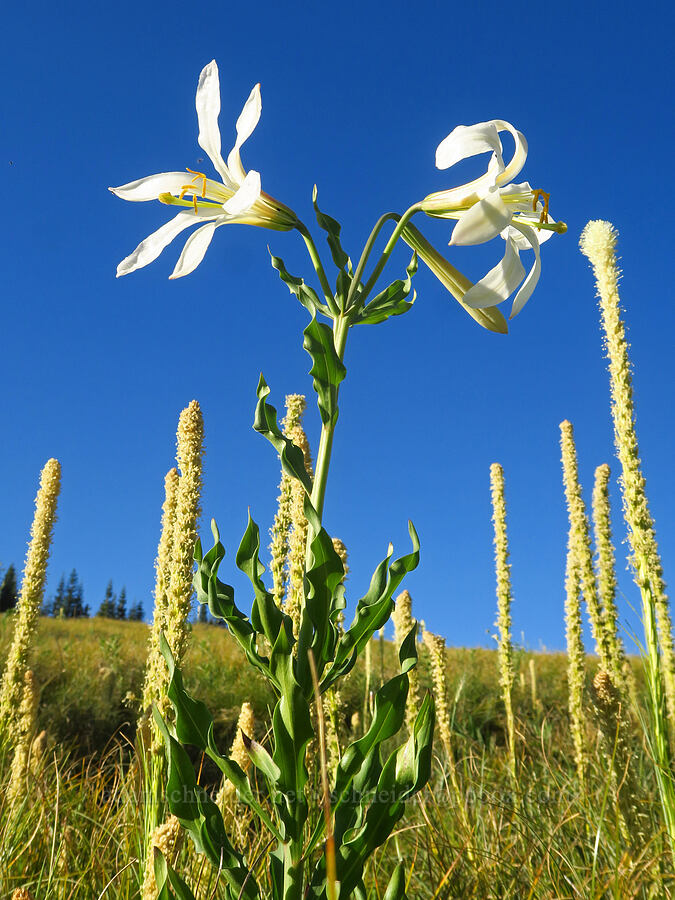 Washington/Cascade lily & beargrass (Lilium washingtonianum, Xerophyllum tenax) [Warner Mountain, Willamette National Forest, Lane County, Oregon]