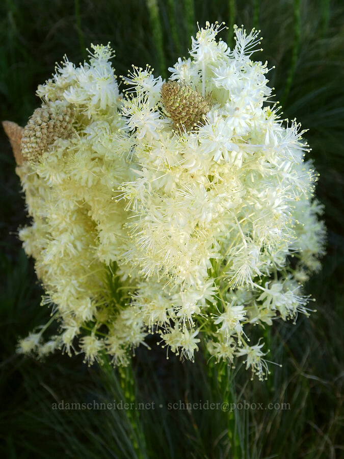 unruly beargrass (Xerophyllum tenax) [Warner Mountain, Willamette National Forest, Lane County, Oregon]