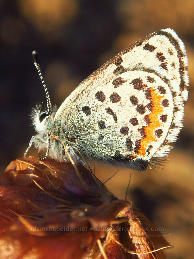 dotted blue butterfly (Euphilotes sp.) [South Loop Road, Steens Mountain, Harney County, Oregon]