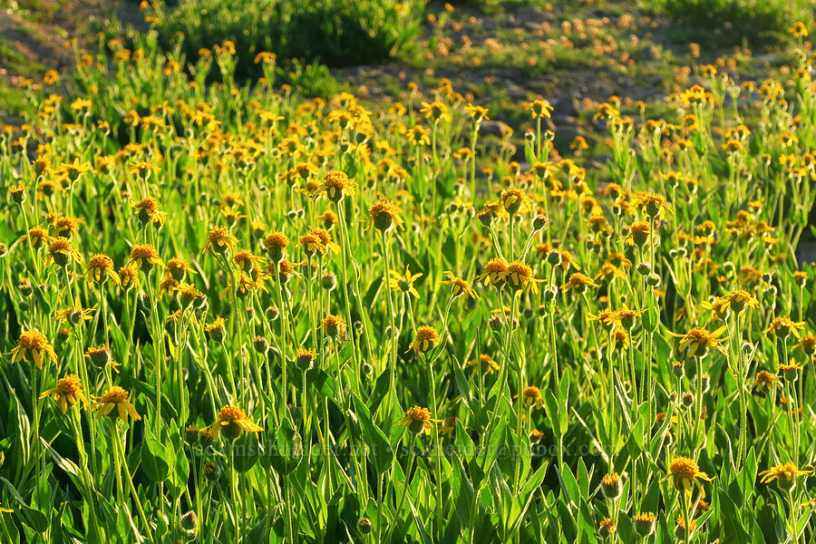 arnica (Arnica sp.) [South Loop Road, Steens Mountain, Harney County, Oregon]