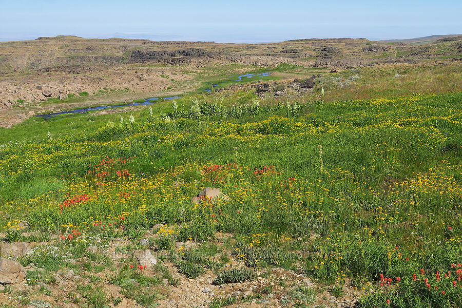 wildflowers (Arnica sp., Castilleja miniata, Platanthera dilatata (Habenaria dilatata) (Piperia dilatata), Erigeron glacialis var. glacialis, Bistorta bistortoides (Polygonum bistortoides), Cirsium peckii (Cirsium eatonii var. peckii), Veratrum californicum var. californicum, Angelica arguta, Achillea millefolium) [Big Indian Headwall Trail, Steens Mountain, Harney County, Oregon]