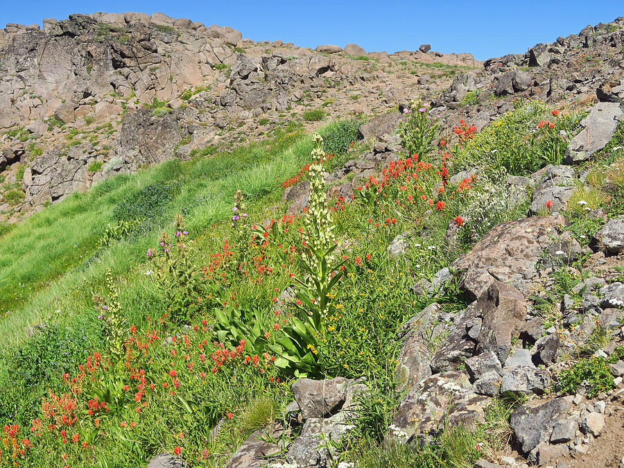 wildflowers (Frasera speciosa, Castilleja miniata, Cirsium peckii (Cirsium eatonii var. peckii), Achillea millefolium, Silene douglasii, Arnica longifolia) [Big Indian Canyon Headwall, Steens Mountain, Harney County, Oregon]