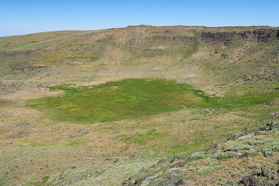 wet meadow [Big Indian Canyon Headwall, Steens Mountain, Harney County, Oregon]