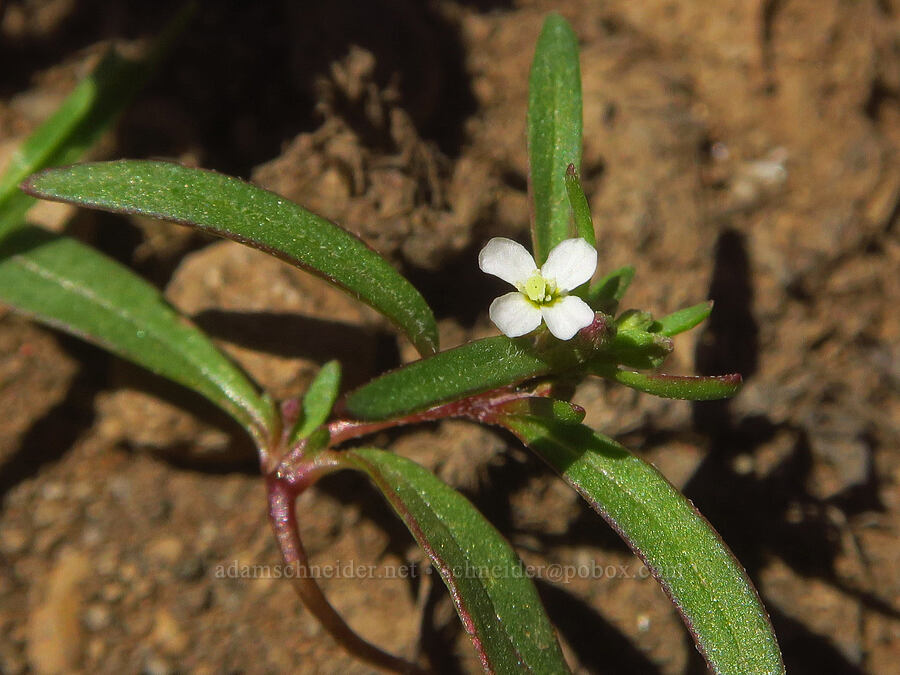 groundsmoke (which?) (Gayophytum sp.) [Big Indian Headwall Trail, Steens Mountain, Harney County, Oregon]