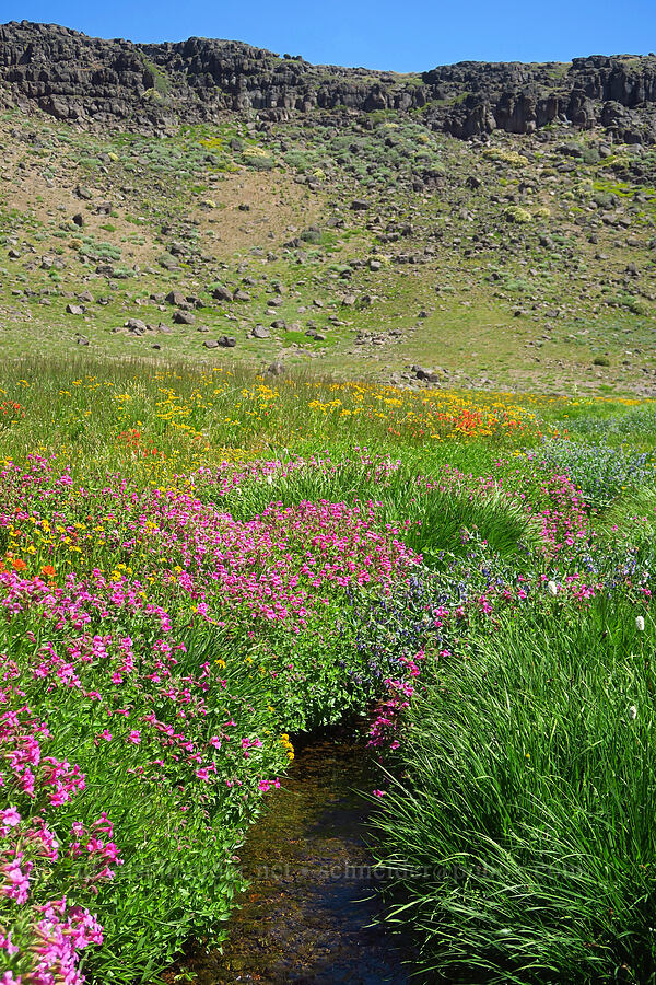 wildflowers (Erythranthe lewisii (Mimulus lewisii), Mertensia ciliata, Arnica sp., Hymenoxys hoopesii, Castilleja miniata, Bistorta bistortoides (Polygonum bistortoides)) [Big Indian Headwall Trail, Steens Mountain, Harney County, Oregon]