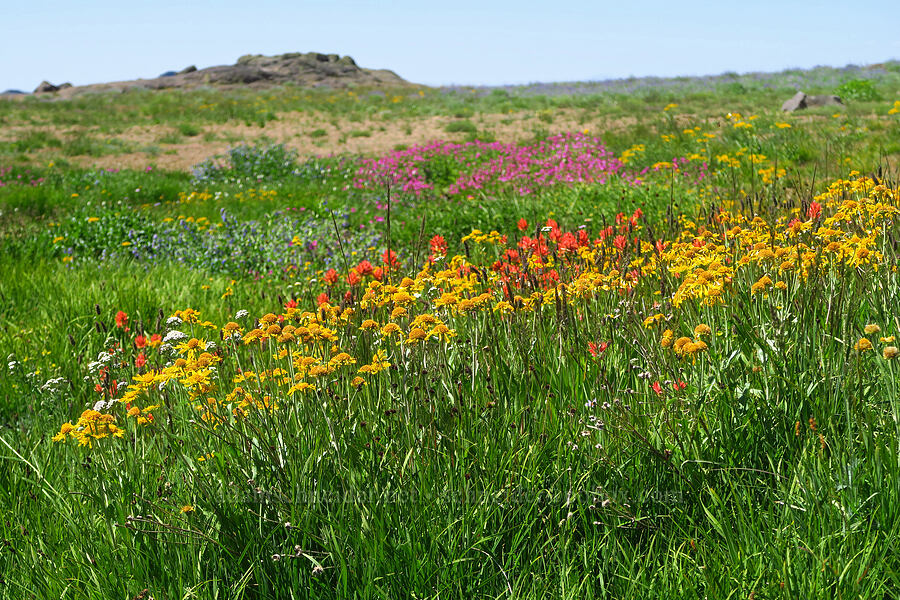 wildflowers (Hymenoxys hoopesii, Castilleja miniata, Achillea millefolium) [Big Indian Headwall Trail, Steens Mountain, Harney County, Oregon]
