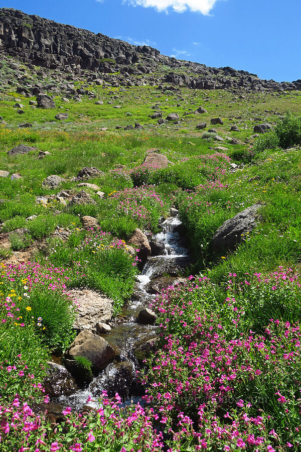 wildflowers along a stream (Erythranthe lewisii (Mimulus lewisii), Arnica sp., Erigeron glacialis var. glacialis, Bistorta bistortoides (Polygonum bistortoides)) [Big Indian Headwall Trail, Steens Mountain, Harney County, Oregon]