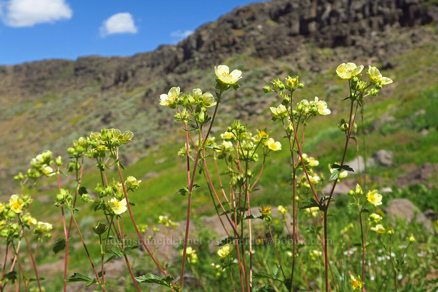Nevada cinquefoil (Drymocallis lactea var. lactea (Potentilla glandulosa var. nevadensis)) [Big Indian Headwall Trail, Steens Mountain, Harney County, Oregon]