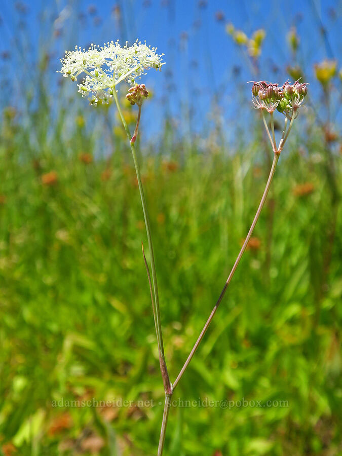 yampah (which?) (Perideridia sp.) [South Loop Road, Steens Mountain, Harney County, Oregon]