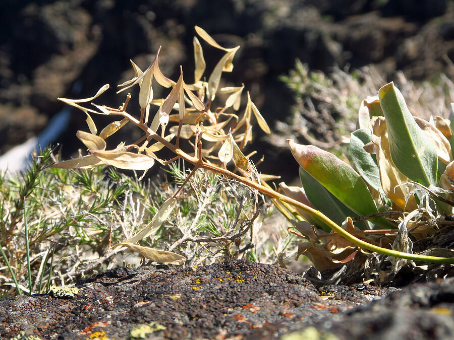 dagger-pod, gone to seed (Phoenicaulis cheiranthoides) [South Loop Road, Steens Mountain, Harney County, Oregon]