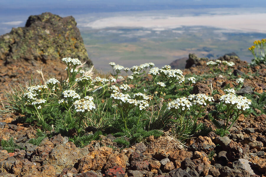 dwarf yarrow (Achillea millefolium) [East Rim Viewpoint, Steens Mountain, Harney County, Oregon]