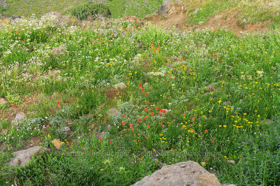 wildflowers (Castilleja miniata, Potentilla gracilis, Arnica sp., Ligusticum grayi, Mertensia ciliata, Achillea millefolium) [Kiger Gorge Overlook, Steens Mountain, Harney County, Oregon]