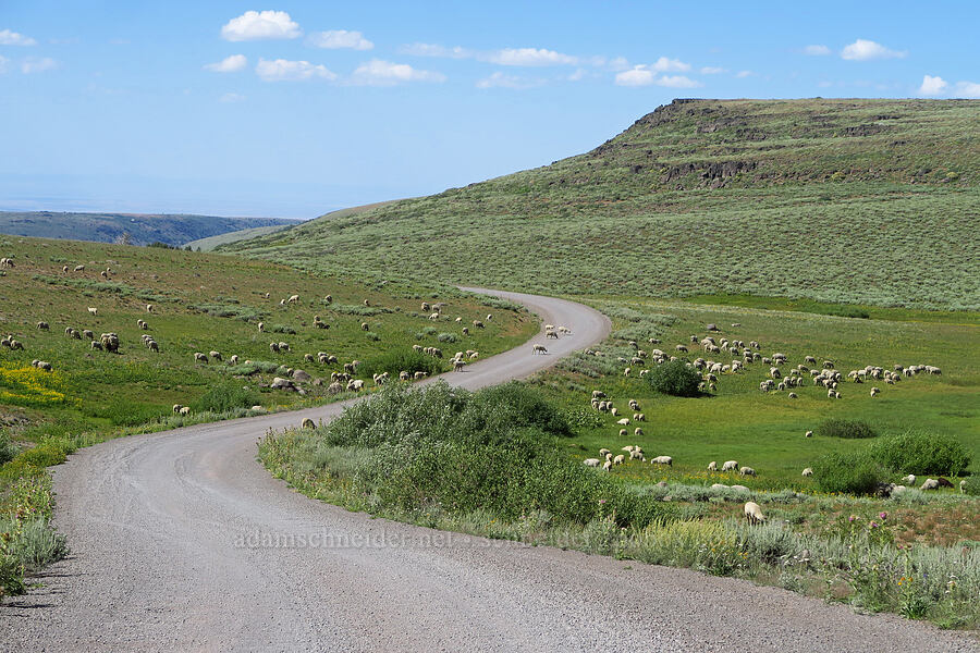 sheep (Ovis aries) [North Loop Road, Steens Mountain, Harney County, Oregon]