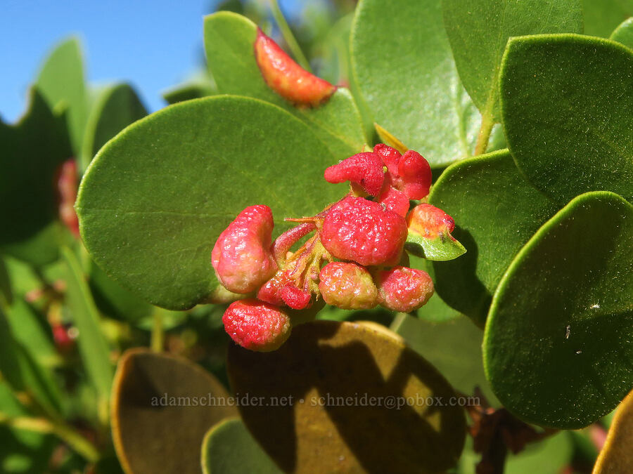 green-leaf manzanita berries with aphid galls (Arctostaphylos patula, Tamalia coweni) [Windy Point, Deschutes National Forest, Deschutes County, Oregon]