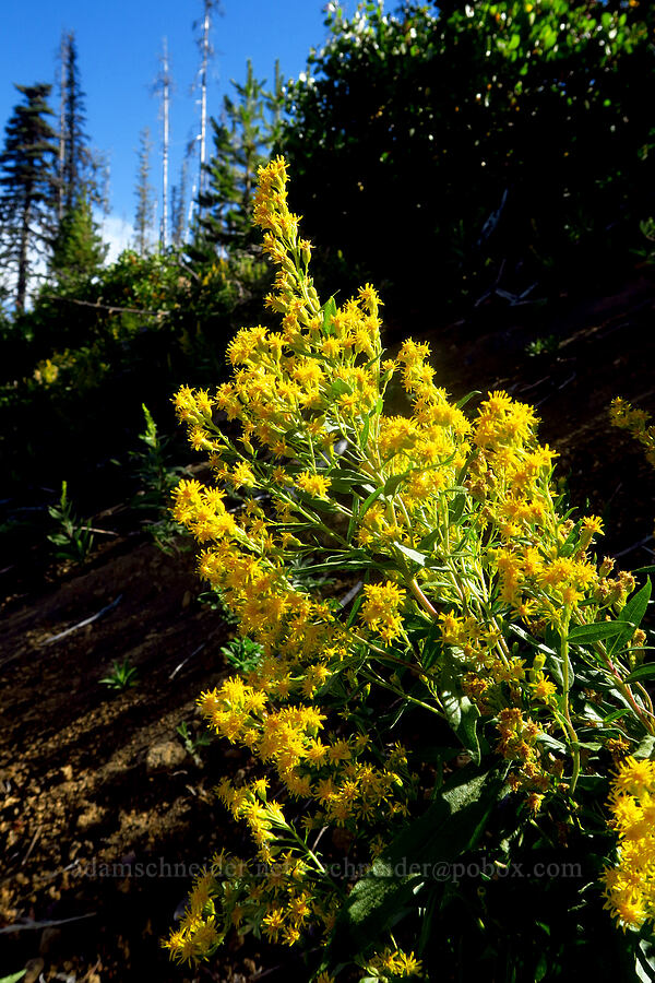 goldenrod (Solidago sp.) [McKenzie Highway, Willamette National Forest, Deschutes County, Oregon]