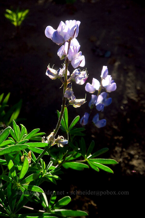 roadside lupine (Lupinus sp.) [McKenzie Highway, Willamette National Forest, Deschutes County, Oregon]