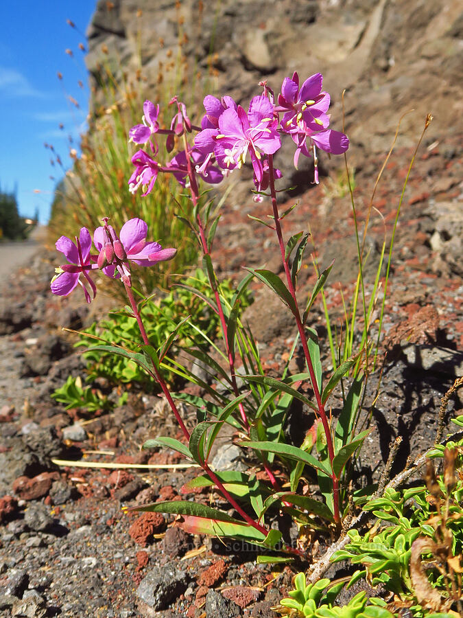 very short fireweed (Chamerion angustifolium (Epilobium angustifolium)) [McKenzie Highway, Willamette National Forest, Lane County, Oregon]