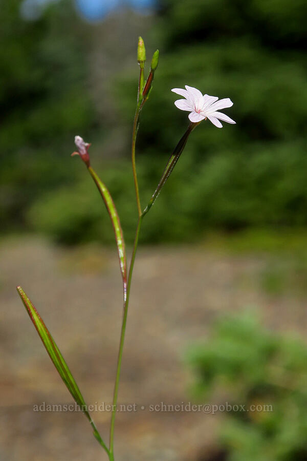 tall wilow-herb (Epilobium brachycarpum) [McKenzie Highway, Willamette National Forest, Lane County, Oregon]