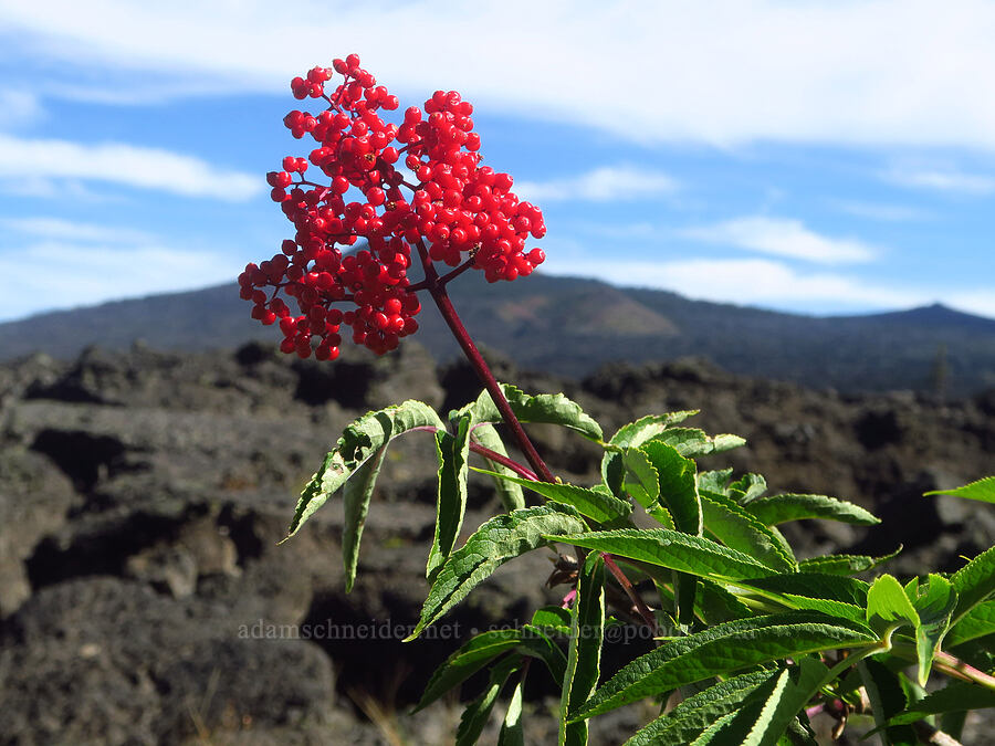 red elderberries (Sambucus racemosa) [McKenzie Highway, Willamette National Forest, Lane County, Oregon]