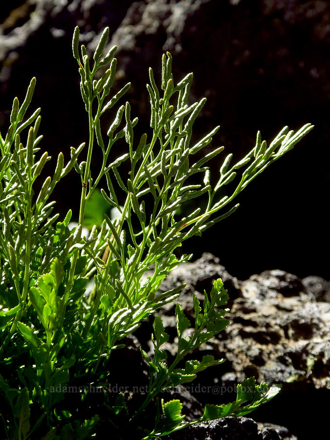 parsley fern (Cryptogramma sp.) [McKenzie Highway, Willamette National Forest, Lane County, Oregon]