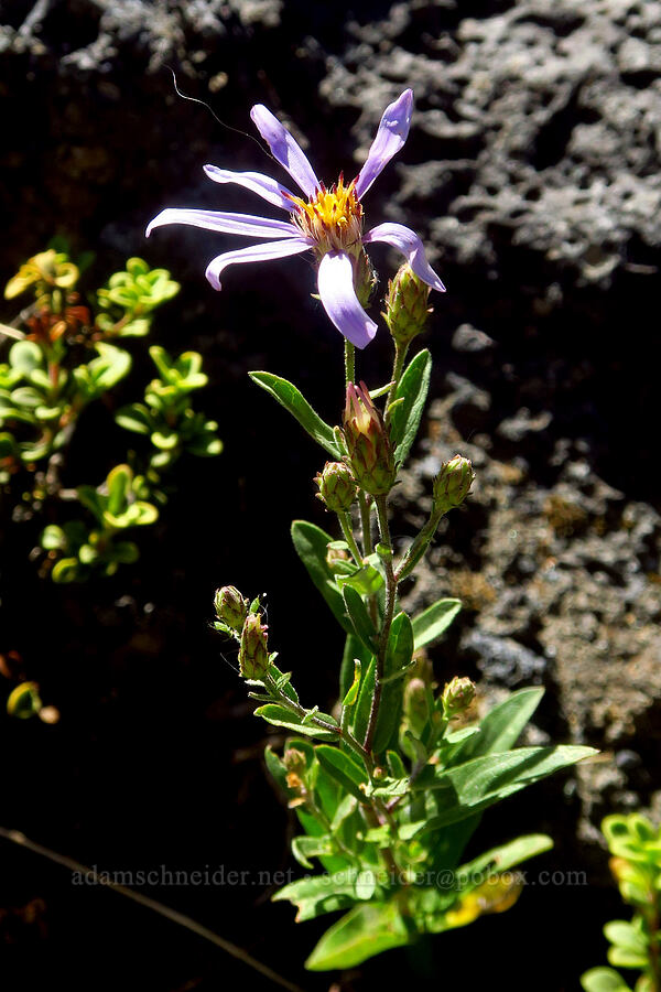 Cascade aster (Eucephalus ledophyllus (Aster ledophyllus)) [McKenzie Highway, Willamette National Forest, Lane County, Oregon]