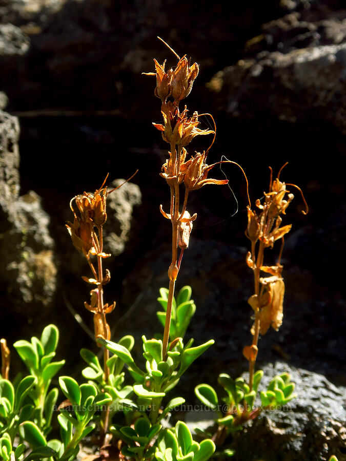 Davidson's penstemon, going to seed (Penstemon davidsonii) [McKenzie Highway, Willamette National Forest, Lane County, Oregon]