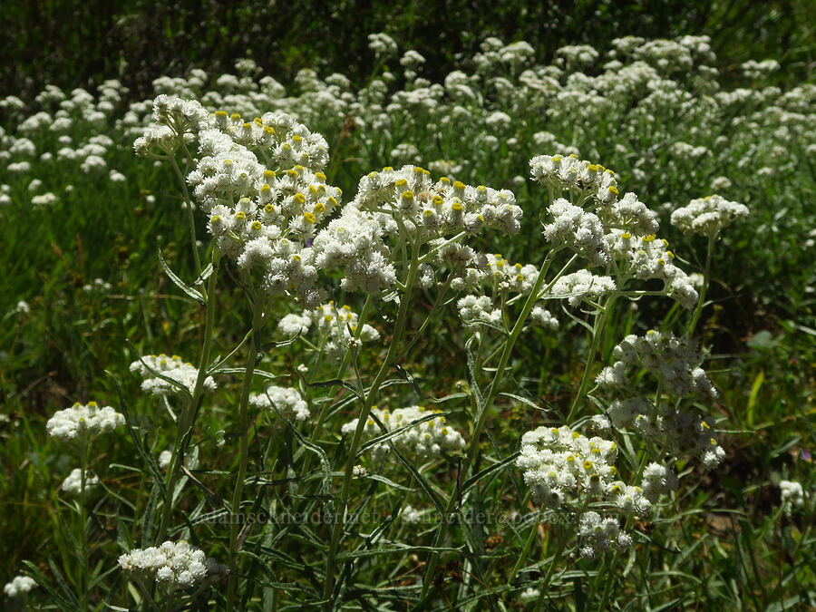 pearly everlasting (Anaphalis margaritacea) [Hand Lake Trailhead, Willamette National Forest, Lane County, Oregon]