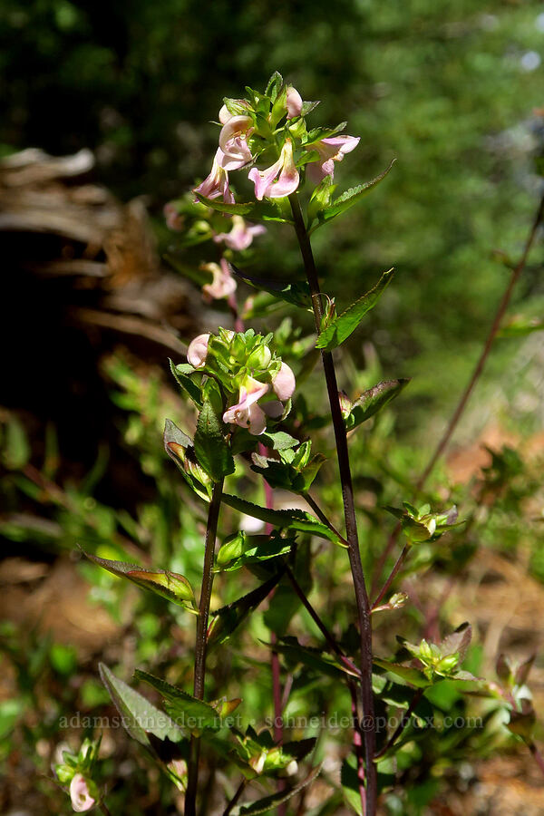 sickle-top lousewort (Pedicularis racemosa) [Hand Lake Cutoff Trail, Mt. Washington Wilderness, Lane County, Oregon]