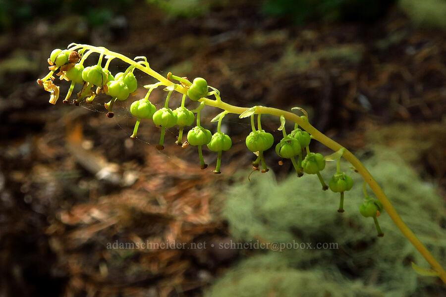 one-sided wintergreen, going to seed (Orthilia secunda (Pyrola secunda)) [Hand Lake, Mt. Washington Wilderness, Lane County, Oregon]