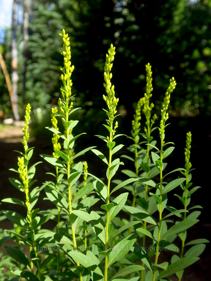 goldenrod, budding (Solidago sp.) [Hand Lake Cutoff Trail, Willamette National Forest, Lane County, Oregon]