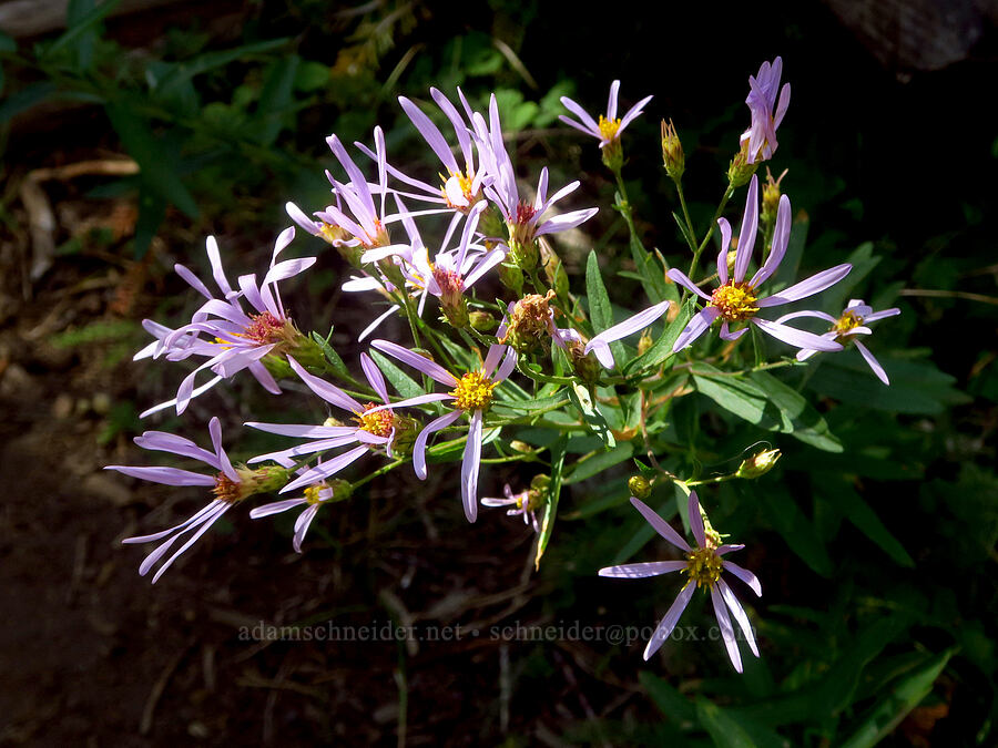 Cascade asters (Eucephalus ledophyllus (Aster ledophyllus)) [Hand Lake Cutoff Trail, Willamette National Forest, Lane County, Oregon]