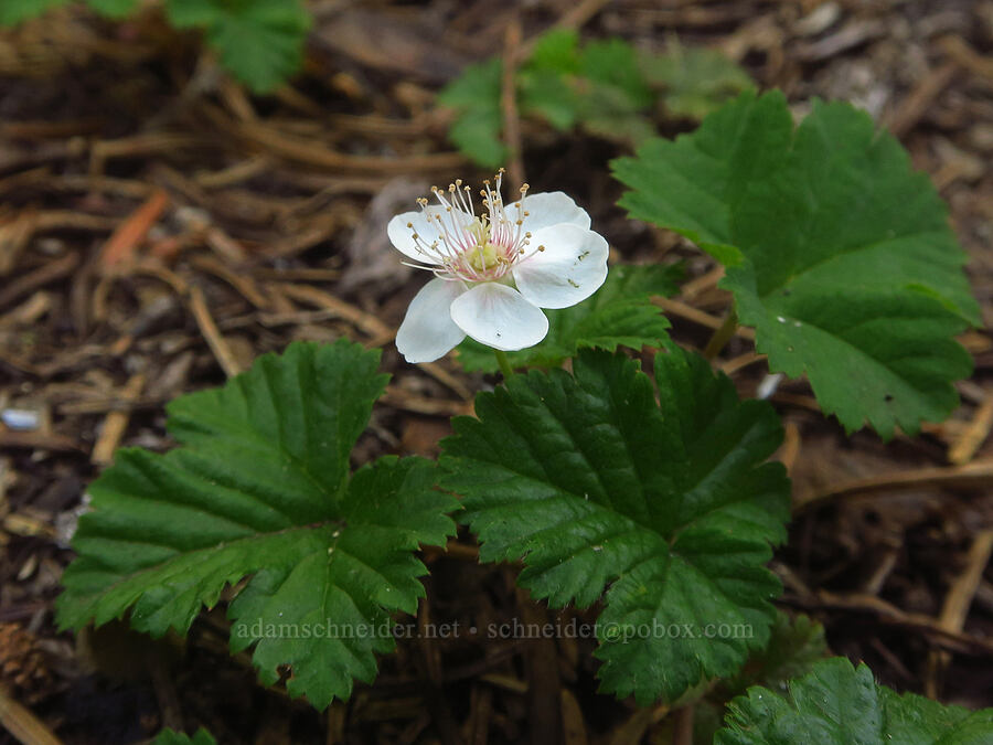 dwarf bramble (Rubus lasiococcus) [Hand Lake Cutoff Trail, Willamette National Forest, Lane County, Oregon]